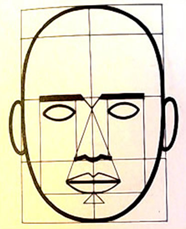 Cabeza Adulta vista de frente